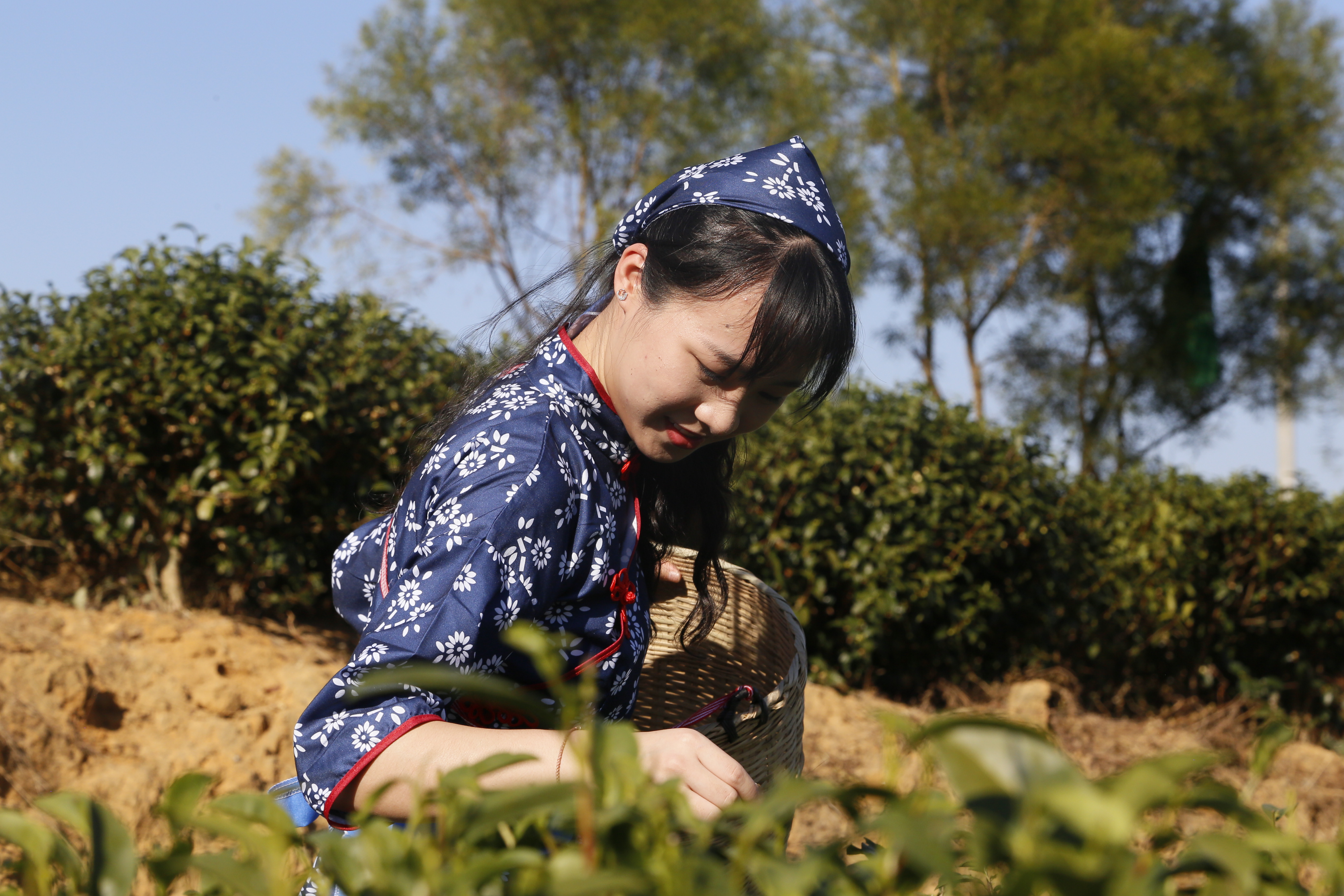 深圳品茶q_佛山喝茶24小时